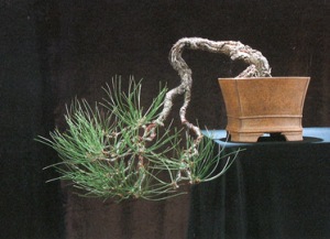 The original pine 'as a ponderosa..