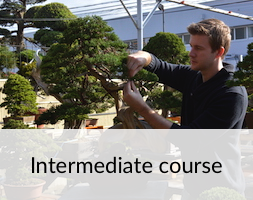 bonsai-intermediate-course.JPG
