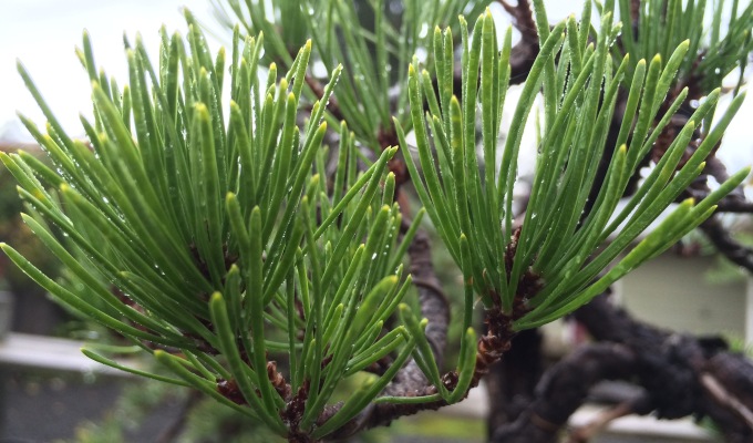 Be Careful with Shore Pine in the Winter-